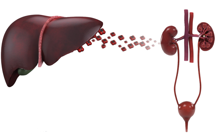 Primary Hyperoxaluria Type 1 (PH1) Mechanism of Disease - Liver-Kidney Interaction