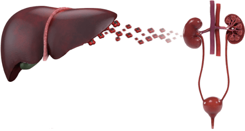 Primary Hyperoxaluria Type 1 (PH1) Mechanism of Disease - Liver-Kidney Interaction